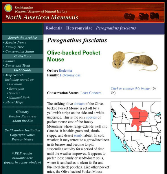 National Museum of Natural History: American Mammals: Olive Backed Pocket Mouse Handout National Museum of Natural History: American Mammals: Olive Backed Pocket Mouse Handout