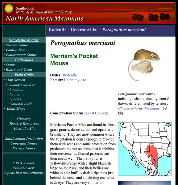 National Museum of Natural History: American Mammals: Merriam's Pocket Mouse Handout National Museum of Natural History: American Mammals: Merriam's Pocket Mouse Handout