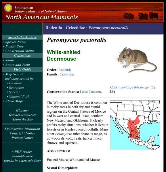 National Museum of Natural History: American Mammals: White Ankled Mouse Handout National Museum of Natural History: American Mammals: White Ankled Mouse Handout