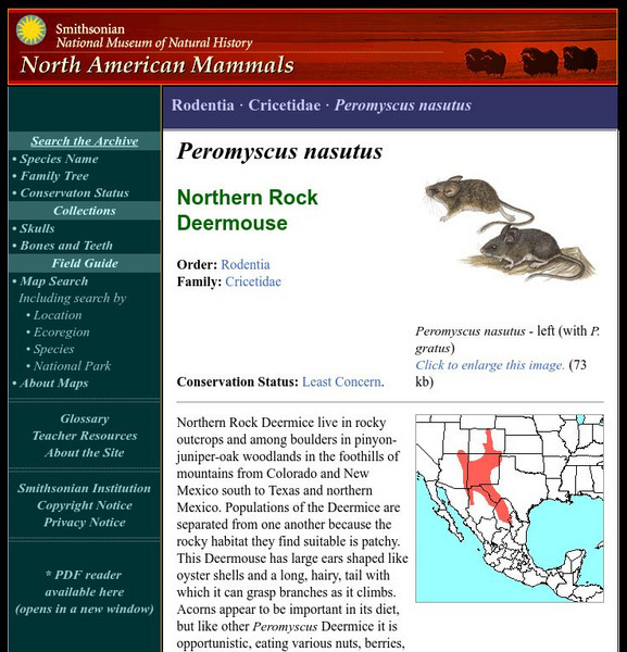 National Museum of Natural History: American Mammals: Northern Rock Deermouse Handout National Museum of Natural History: American Mammals: Northern Rock Deermouse Handout