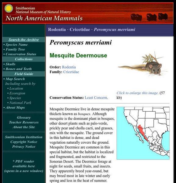 National Museum of Natural History: American Mammals: Mesquite Mouse Handout National Museum of Natural History: American Mammals: Mesquite Mouse Handout