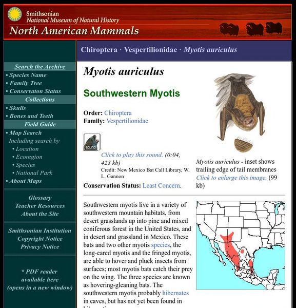 National Museum of Natural History: American Mammals: Southwestern Myotis Handout National Museum of Natural History: American Mammals: Southwestern Myotis Handout