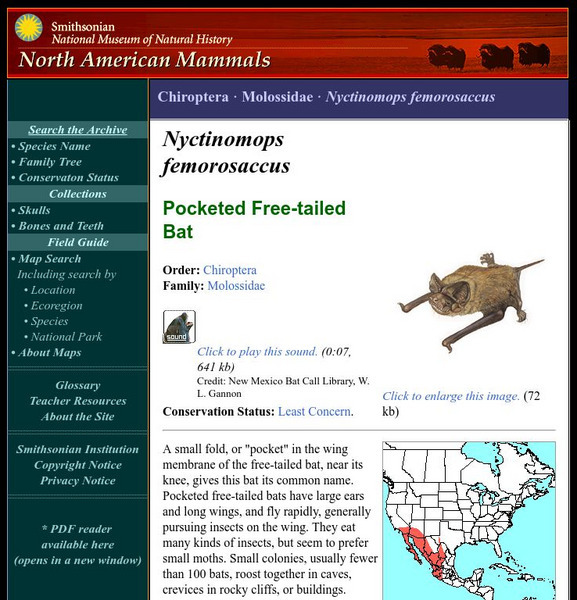 National Museum of Natural History: American Mammals: Pocketed Free Tailed Bat Handout
