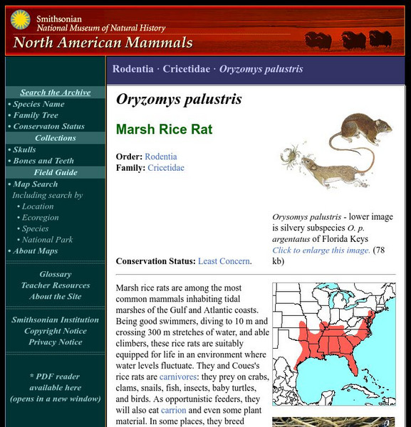 National Museum of Natural History: American Mammals: Marsh Rice Rat Handout National Museum of Natural History: American Mammals: Marsh Rice Rat Handout