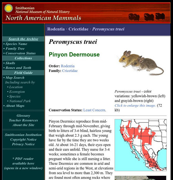 National Museum of Natural History: American Mammals: Pinyon Deermouse Handout National Museum of Natural History: American Mammals: Pinyon Deermouse Handout