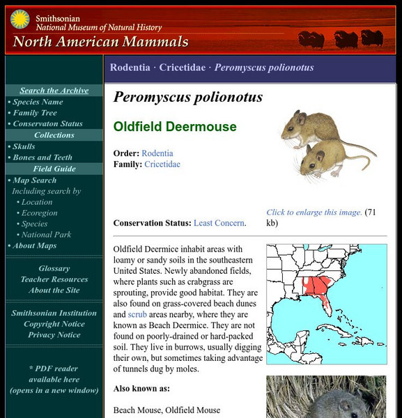 National Museum of Natural History: American Mammals: Oldfield Mouse Handout National Museum of Natural History: American Mammals: Oldfield Mouse Handout