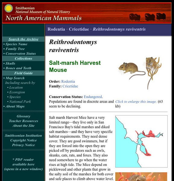 National Museum of Natural History: American Mammals: Salt Marsh Harvest Mouse Handout National Museum of Natural History: American Mammals: Salt Marsh Harvest Mouse Handout