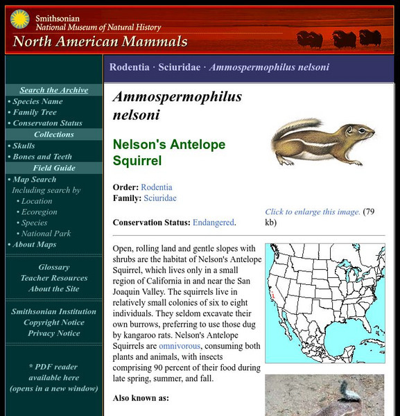 National Museum of Natural History: American Mammals: Nelson's Antelope Squirrel Handout National Museum of Natural History: American Mammals: Nelson's Antelope Squirrel Handout