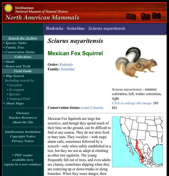 National Museum of Natural History: American Mammals: Mexican Fox Squirrel Handout National Museum of Natural History: American Mammals: Mexican Fox Squirrel Handout