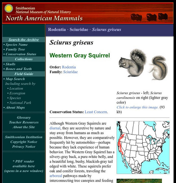 National Museum of Natural History: American Mammals: Western Gray Squirrel Handout National Museum of Natural History: American Mammals: Western Gray Squirrel Handout
