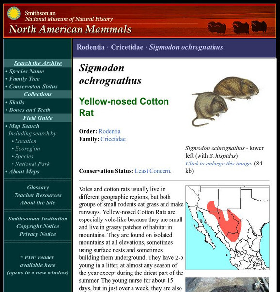 National Museum of Natural History: American Mammals: Yellow Nosed Cotton Rat Handout National Museum of Natural History: American Mammals: Yellow Nosed Cotton Rat Handout