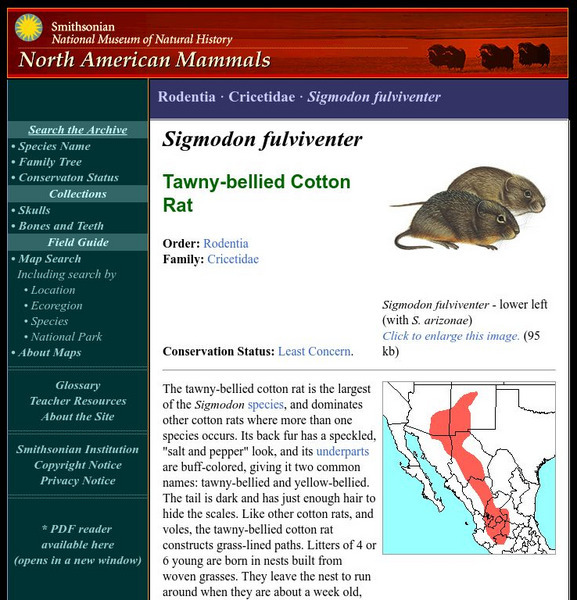 National Museum of Natural History: American Mammals: Tawny Bellied Cotton Rat Handout National Museum of Natural History: American Mammals: Tawny Bellied Cotton Rat Handout