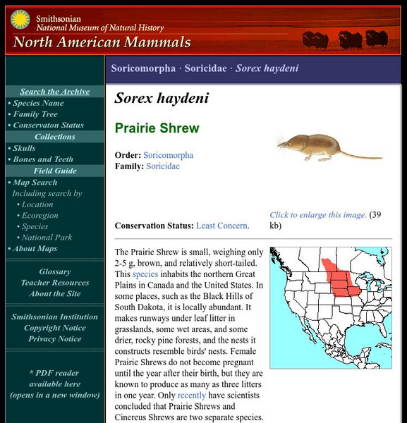 National Museum of Natural History: American Mammals: Prairie Shrew Handout National Museum of Natural History: American Mammals: Prairie Shrew Handout