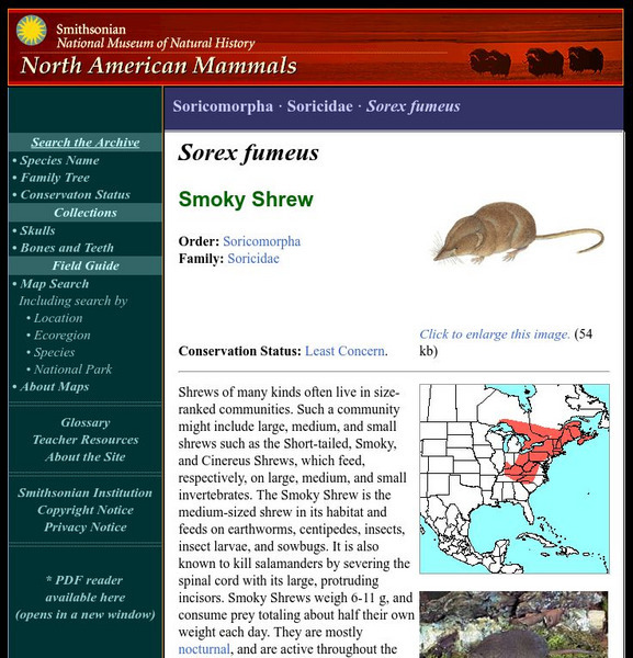 National Museum of Natural History: American Mammals: Smoky Shrew Handout National Museum of Natural History: American Mammals: Smoky Shrew Handout