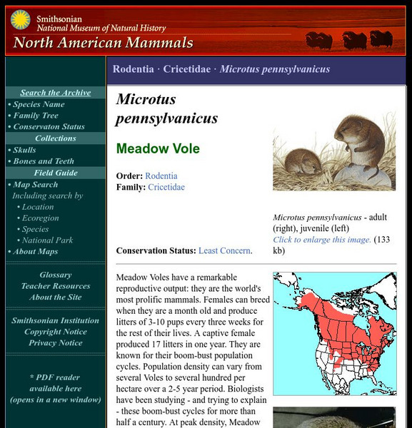National Museum of Natural History: American Mammals: Meadow Vole Handout National Museum of Natural History: American Mammals: Meadow Vole Handout