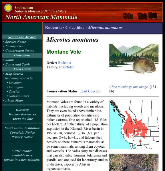 National Museum of Natural History: American Mammals: Montane Vole Handout National Museum of Natural History: American Mammals: Montane Vole Handout