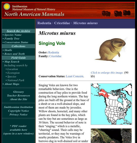National Museum of Natural History: American Mammals: Singing Vole Handout National Museum of Natural History: American Mammals: Singing Vole Handout
