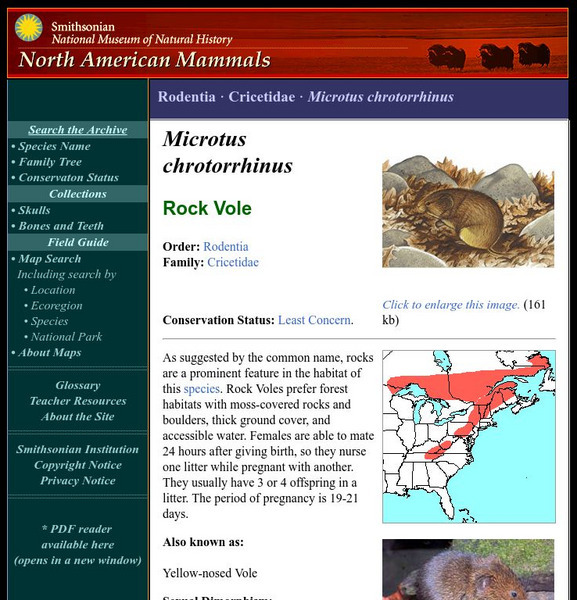 National Museum of Natural History: American Mammals: Rock Vole Handout National Museum of Natural History: American Mammals: Rock Vole Handout