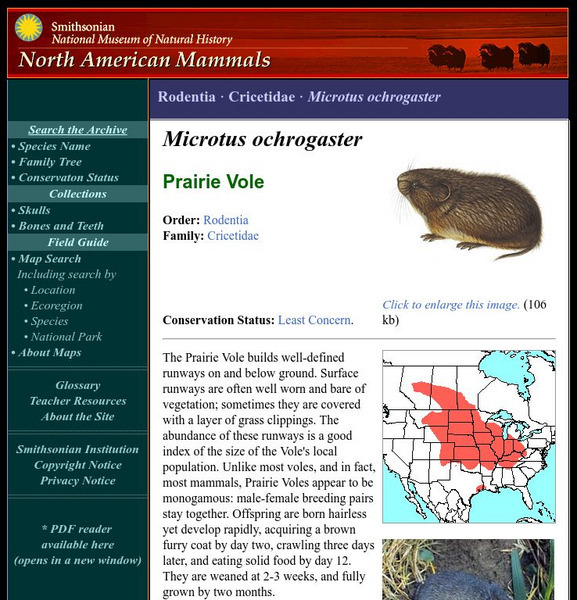 National Museum of Natural History: American Mammals: Prairie Vole Handout National Museum of Natural History: American Mammals: Prairie Vole Handout