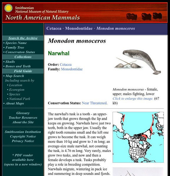National Museum of Natural History: American Mammals: Narwhal Handout National Museum of Natural History: American Mammals: Narwhal Handout