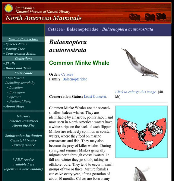 National Museum of Natural History: American Mammals: Common Minke Whale Handout National Museum of Natural History: American Mammals: Common Minke Whale Handout