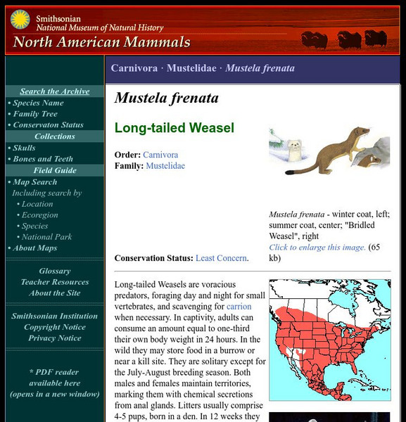 National Museum of Natural History: American Mammals: Long Tailed Weasel Handout National Museum of Natural History: American Mammals: Long Tailed Weasel Handout