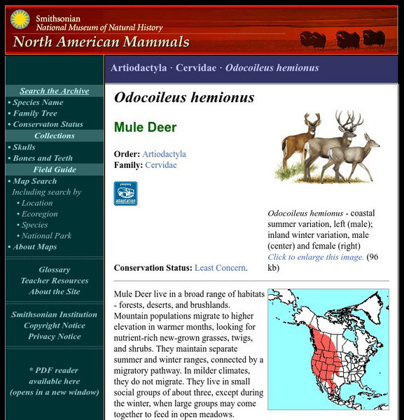 National Museum of Natural History: American Mammals: Mule Deer Handout National Museum of Natural History: American Mammals: Mule Deer Handout