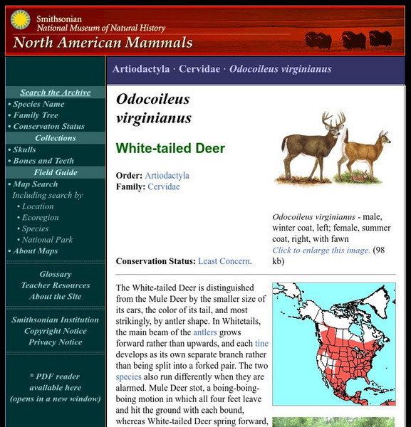 National Museum of Natural History: American Mammals: White Tailed Deer Handout National Museum of Natural History: American Mammals: White Tailed Deer Handout