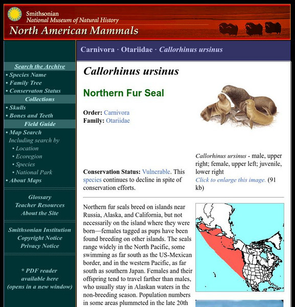 National Museum of Natural History: American Mammals: Northern Fur Seal Handout National Museum of Natural History: American Mammals: Northern Fur Seal Handout