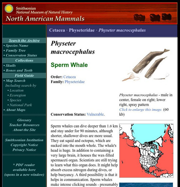 National Museum of Natural History: American Mammals: Sperm Whale Handout National Museum of Natural History: American Mammals: Sperm Whale Handout