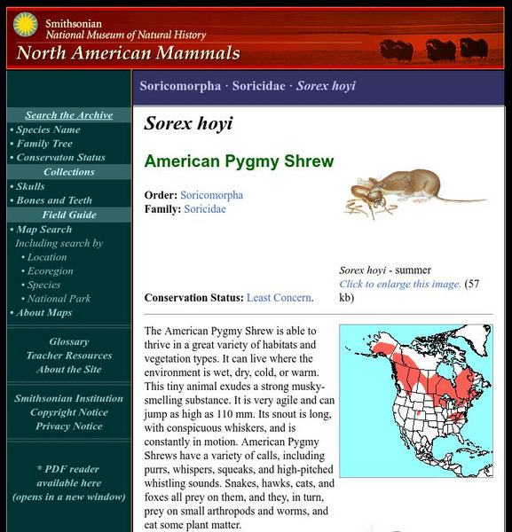 National Museum of Natural History: American Mammals: American Pygmy Shrew Handout National Museum of Natural History: American Mammals: American Pygmy Shrew Handout