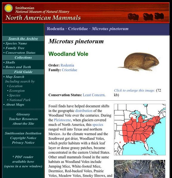 National Museum of Natural History: American Mammals: Woodland Vole Handout National Museum of Natural History: American Mammals: Woodland Vole Handout