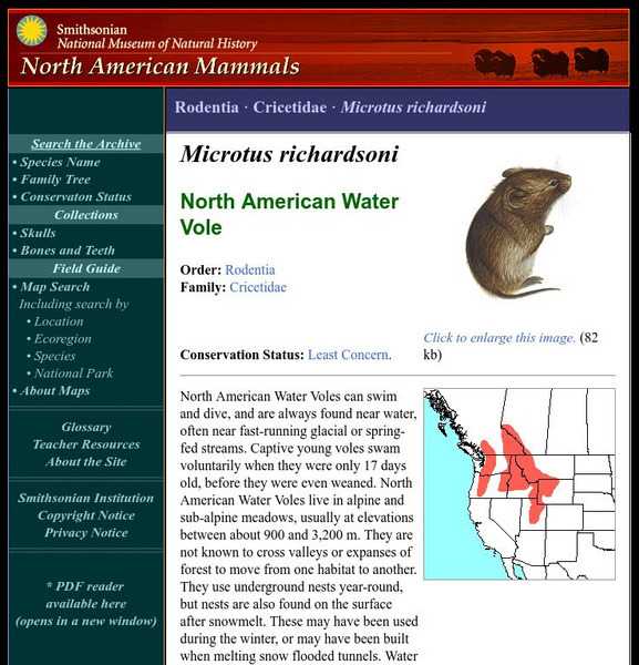 National Museum of Natural History: American Mammals: North American Water Vole Handout National Museum of Natural History: American Mammals: North American Water Vole Handout