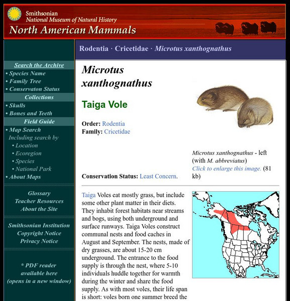 National Museum of Natural History: American Mammals: Taiga Vole Handout National Museum of Natural History: American Mammals: Taiga Vole Handout