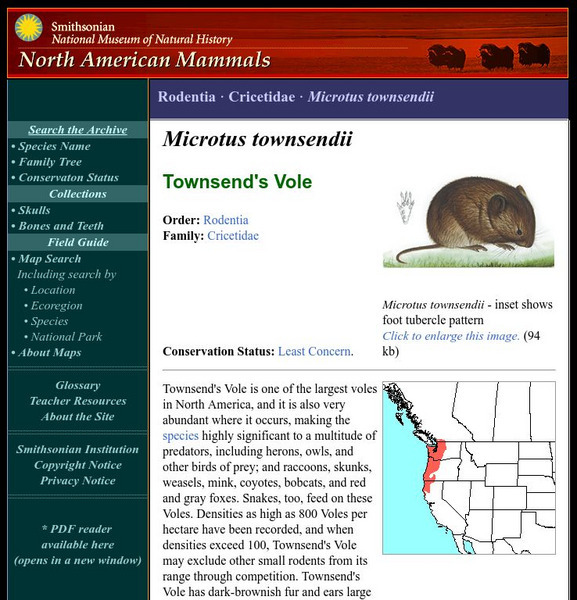 National Museum of Natural History: American Mammals: Townsend's Vole Handout National Museum of Natural History: American Mammals: Townsend's Vole Handout