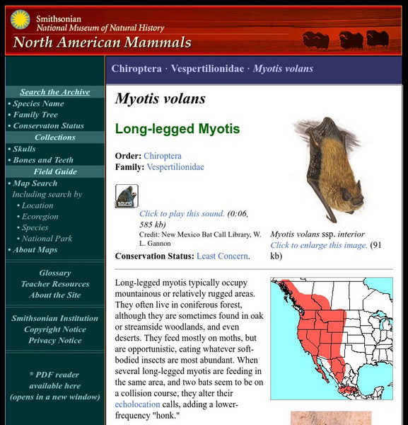 National Museum of Natural History: American Mammals: Long Legged Myotis Handout National Museum of Natural History: American Mammals: Long Legged Myotis Handout