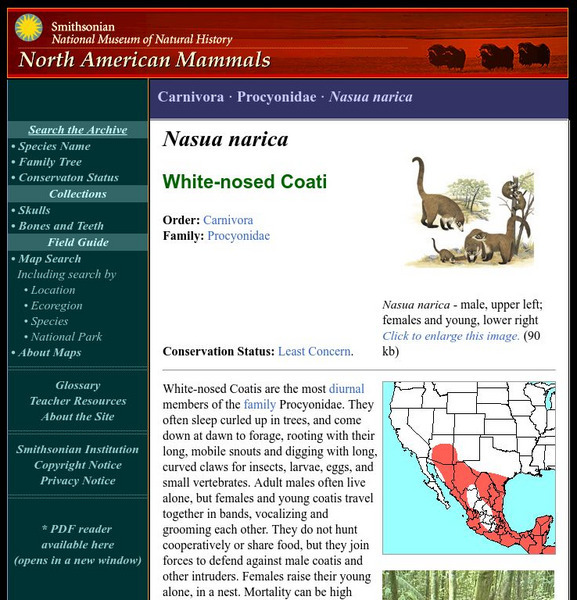 National Museum of Natural History: American Mammals: White Nosed Coati Handout