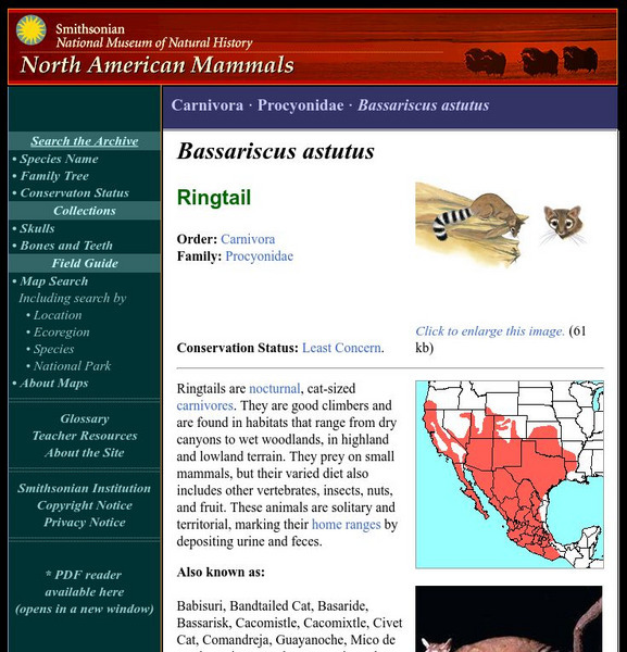 National Museum of Natural History: American Mammals: Ringtail Handout