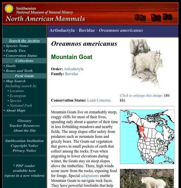 National Museum of Natural History: American Mammals: Mountain Goat Handout