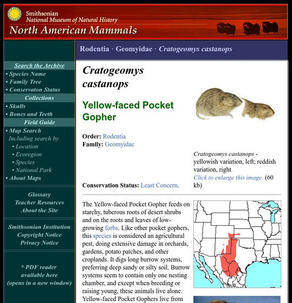 National Museum of Natural History: American Mammals: Yellow Faced Pocket Gopher Handout