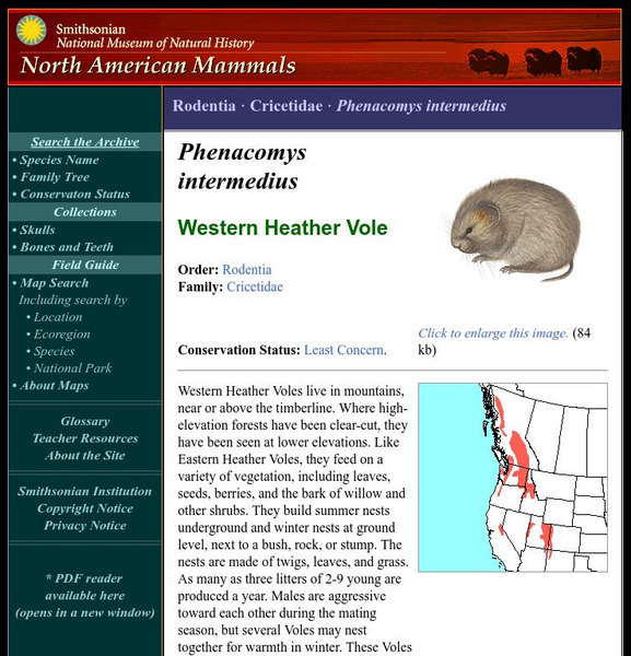National Museum of Natural History: American Mammals: Western Heather Vole Handout