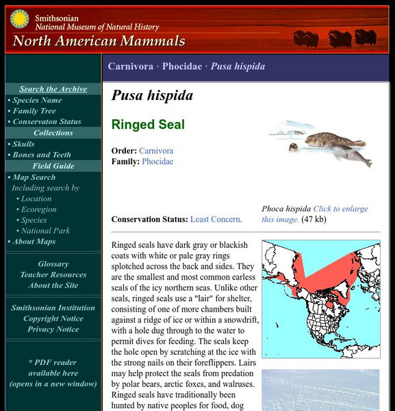 National Museum of Natural History: American Mammals: Ringed Seal Handout