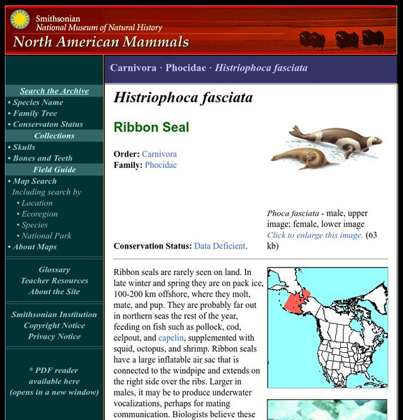 National Museum of Natural History: American Mammals: Ribbon Seal Handout