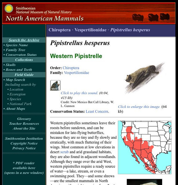 National Museum of Natural History: American Mammals: Western Pipistrelle Handout