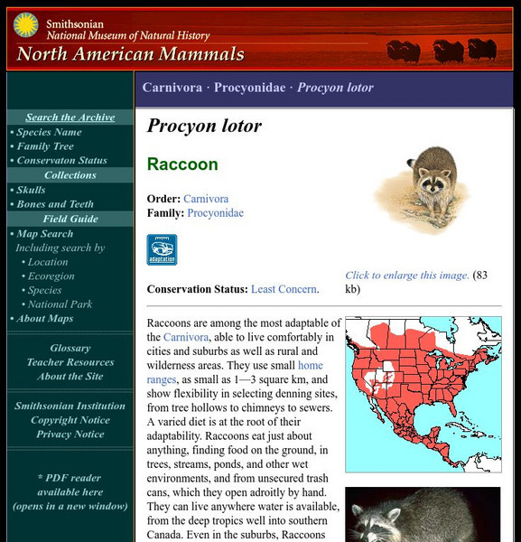 National Museum of Natural History: American Mammals: Northern Raccoon Handout National Museum of Natural History: American Mammals: Northern Raccoon Handout