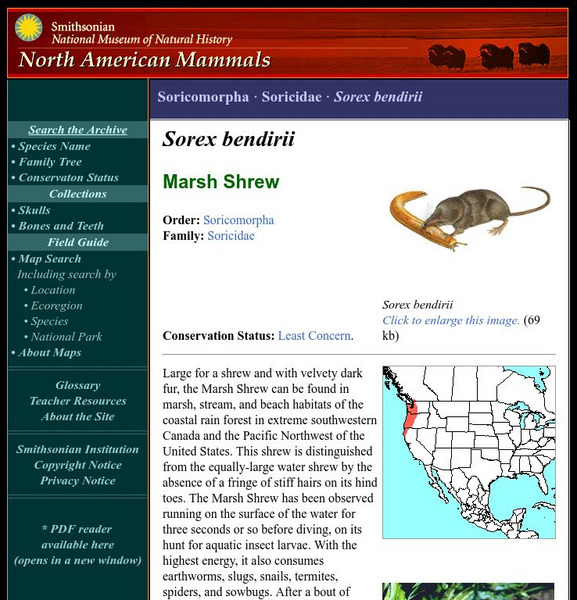National Museum of Natural History: American Mammals: Marsh Shrew Handout