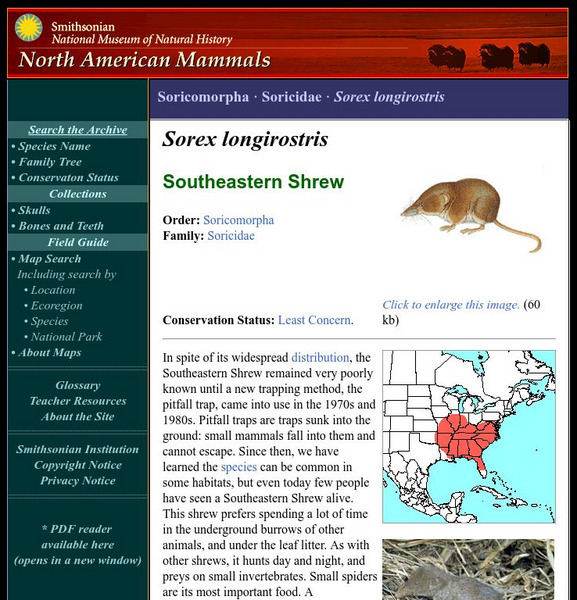 National Museum of Natural History: American Mammals: Southeastern Shrew Handout National Museum of Natural History: American Mammals: Southeastern Shrew Handout