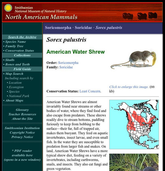 National Museum of Natural History: American Mammals: Water Shrew Handout