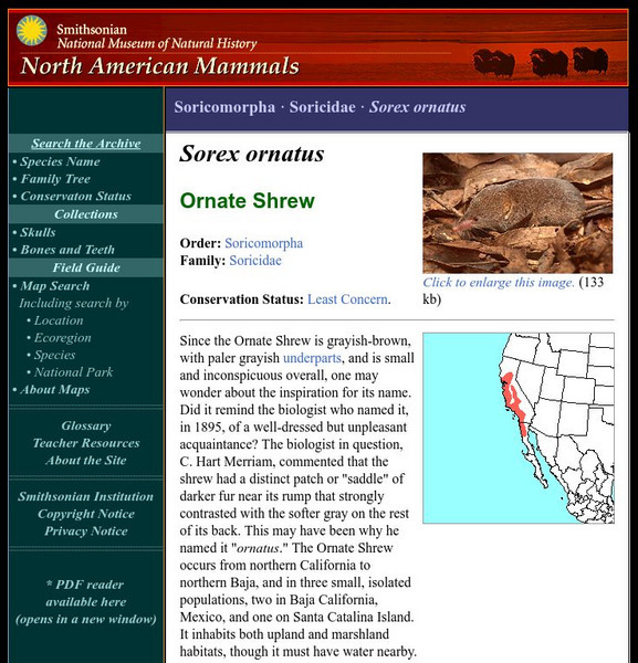 National Museum of Natural History: American Mammals: Ornate Shrew Handout