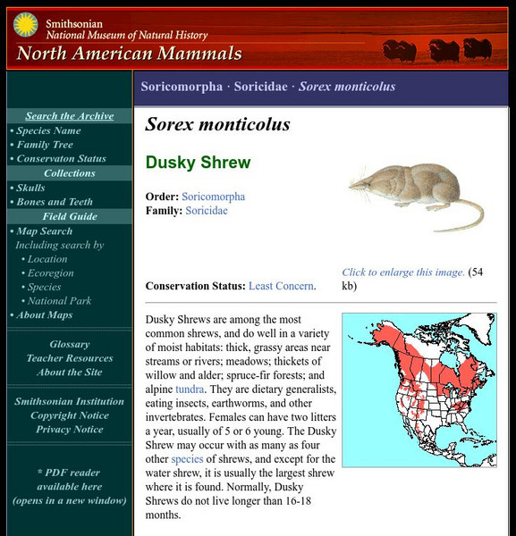National Museum of Natural History: American Mammals: Montane Shrew Handout National Museum of Natural History: American Mammals: Montane Shrew Handout